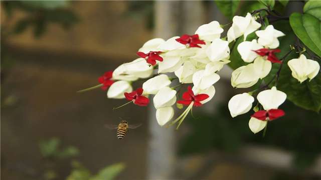 如何延长龙吐珠的花期