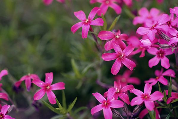 芝樱怎么播种