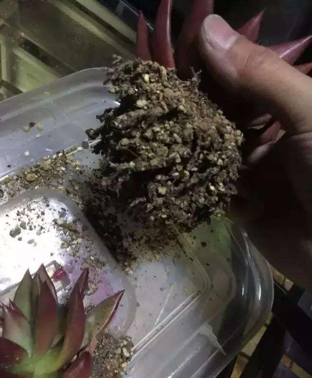 怎么浇水都不怕的多肉配土