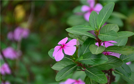 长春花的花语