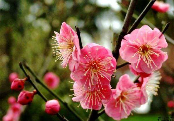 冬开梅花种植的花后管理