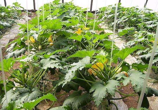 春棚西葫芦种植田间管理及套袋技术