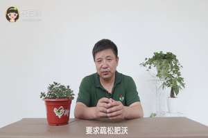 金鱼吊兰用什么土养