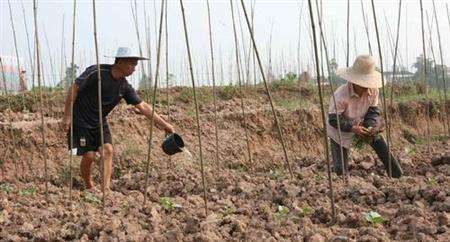 豇豆种植技术与管理