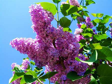 紫丁香花枝