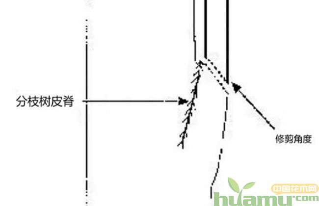 谈一谈园林树木修剪标准6.jpg