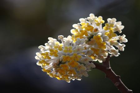 结香花有毒吗