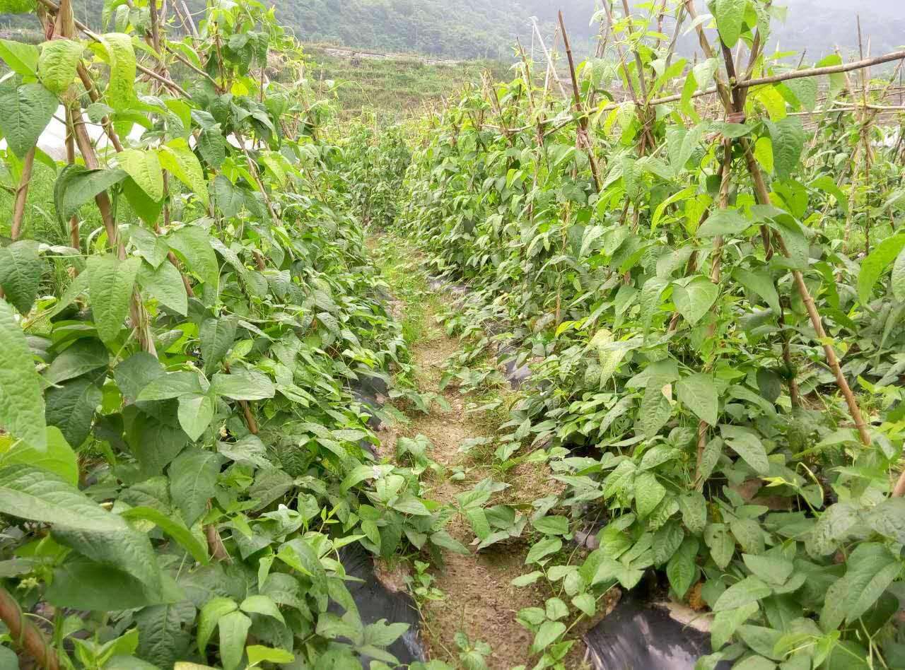 豆角多坐荚的种植管理措施