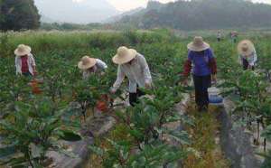 茄子生长不同时期的不同施肥方法