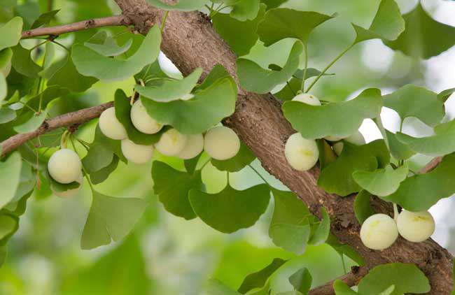 银杏树种植技术