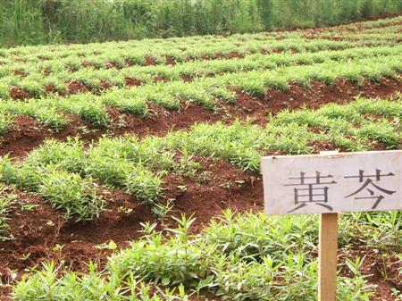 种植黄芩怎么施肥？