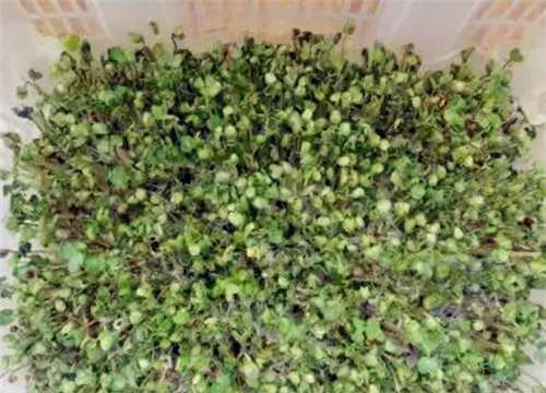 萝卜苗多久浇一次水 萝卜种植时间和方法