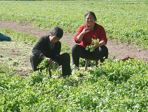 香菜延期采收，把握三要点才能保质