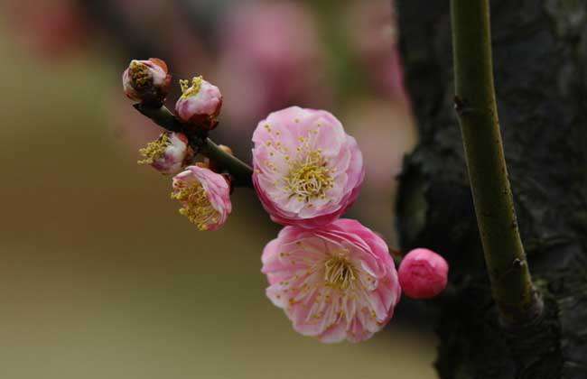 盆栽梅花怎么养？