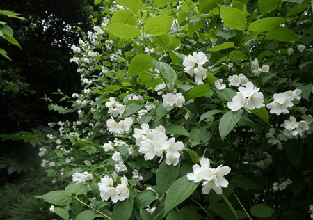 小花溲疏