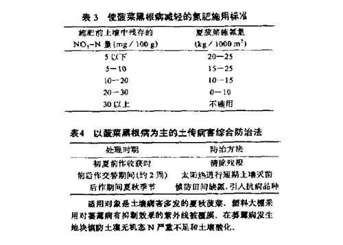 菠菜黑根病症状及其防治对策