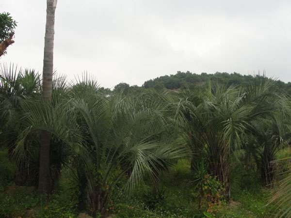 布迪椰子基地