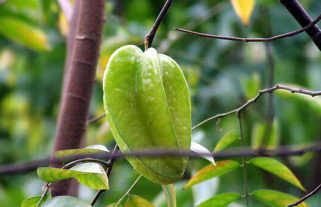 杨桃树种植技术