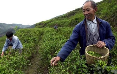 苦丁茶的采摘方法