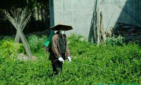 金银花种植