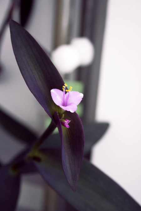 吊竹梅花朵独枝