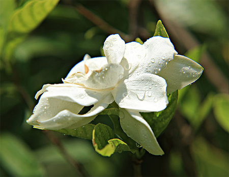 栀子花花苞凋落怎么办？教你一招