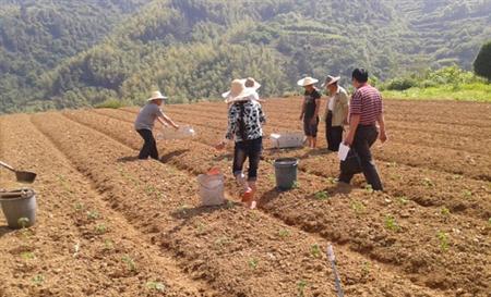 茄子种植：茄子栽培技术视频图片