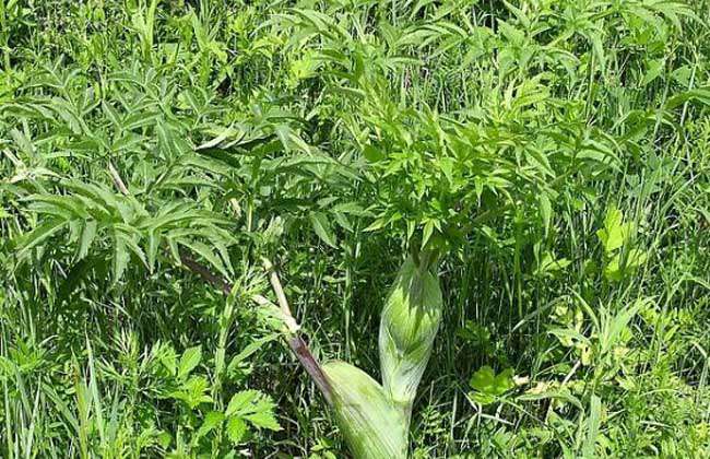 白芷种子价格及种植方法