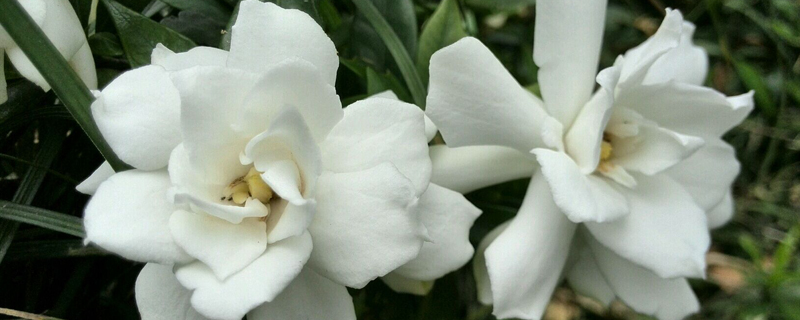 栀子花的花期一年几次，不开花怎么办呢？