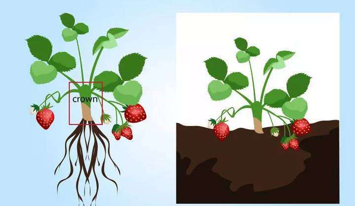 家庭盆栽种植草莓的方法