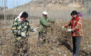 金银花种植技术：金银花什么时候冬剪？