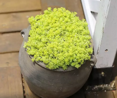 多肉植物的土怎么配，多肉种植为什么要配土