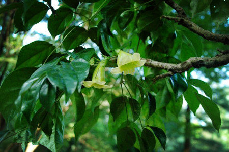 小萼菜豆树