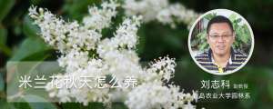 米兰花秋天怎么养