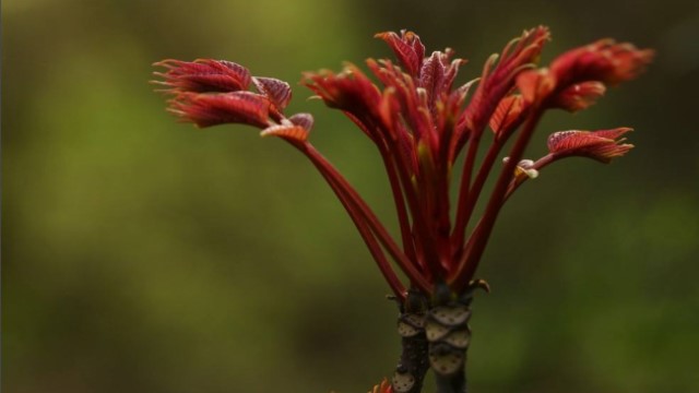 香椿芽怎么吃