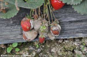 草莓灰霉病的防止