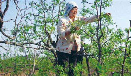 枣树花期如何管理？