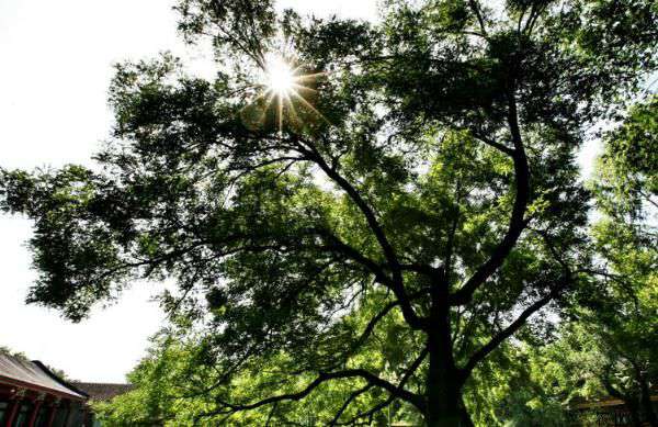 夏季国槐种植的管理方法