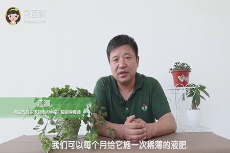 我们可以每个月给它施一次稀薄的液肥