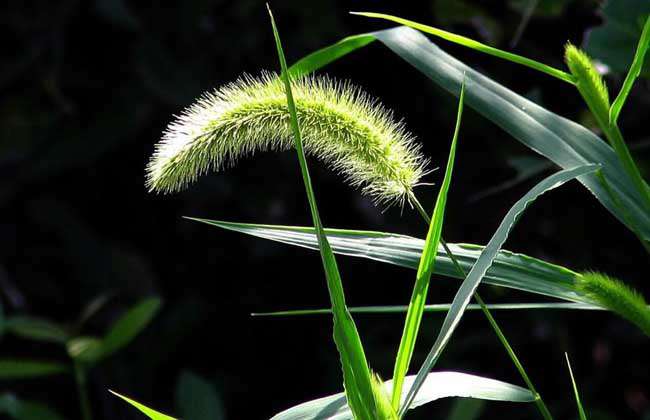 狗尾草种子价格及种植方法