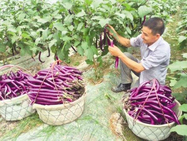 茄子夏季施肥三大禁忌