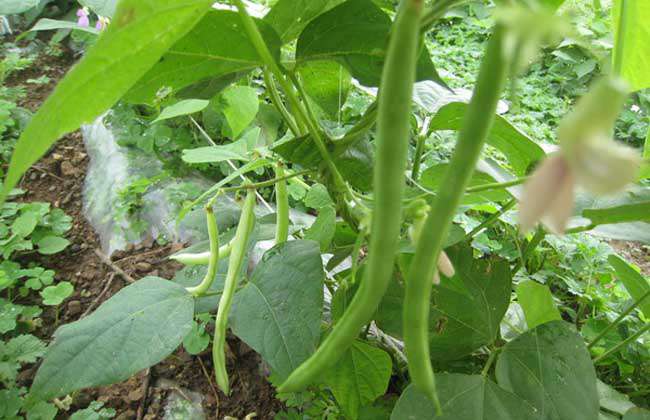 阳台种植四季豆的方法