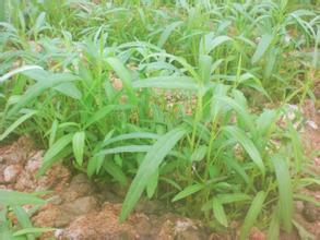 介绍：空心菜种植技术