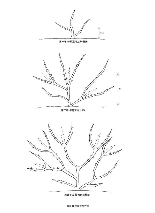 铁线莲的第二类修剪