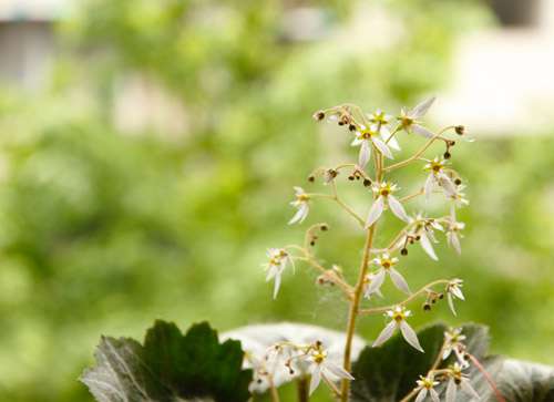 虎耳草的花语是什么？