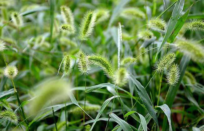 狗尾草种子价格及种植方法