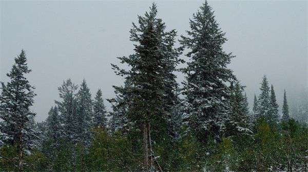 大雪松的移植养护