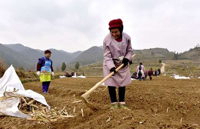 村民在基地里务工（吴贤和--摄）.jpg