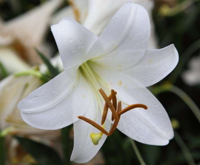 百合花的种植与管理技术