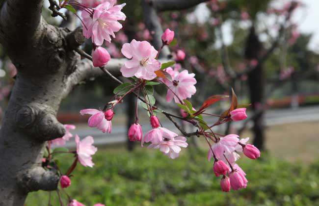 一树梨花压海棠是什么意思